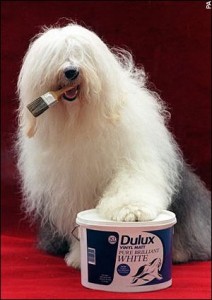 168dulux_paint_dog