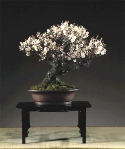 34Bonsai-Home-Interior